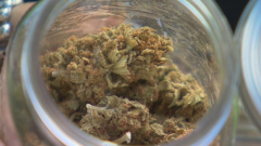 Many medical marijuana users aren’t going the prescription path, raising security issues: Manitoba-led researchstudy