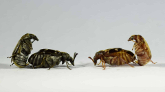 Male beetles overlook their genomes when completing for women