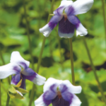 The Magic Healing Qualities of Native Violets