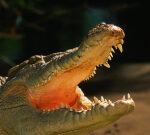 Crocodile bites male on the feet while sleeping on a Queensland beach