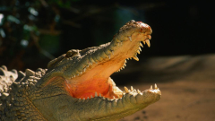 Crocodile bites male on the feet while sleeping on a Queensland beach