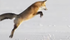 View: Cute red fox dives headfirst into snow and gets its victim