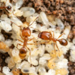 Nonnative leaf-litter ants are changing native ants