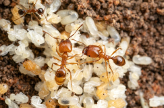 Nonnative leaf-litter ants are changing native ants