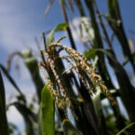 அமெரிக்காவில் வளர்க்கப்படும் GMO சோளத்தின் ஆரோக்கிய முடிவுகளை ஆராய மெக்ஸிகோ ஒரு டார்ட்டில்லா வேலைப் படையை உருவாக்கியது