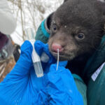 Scientist sample bears, deer for COVID-19 to see how the infection spreads