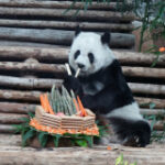 Giant panda Lin Hui passesaway aged 21 years