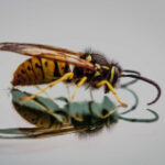 Intrusion success might be described by freshly sequenced hornet genomes