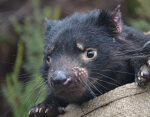 2 transmissible cancers are impacting Tasmanian devils