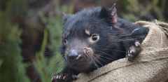2 transmissible cancers are impacting Tasmanian devils