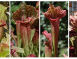 Pitcher plants produce various smells to bringin particular groups of victim