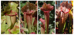 Pitcher plants produce various smells to bringin particular groups of victim