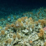 Groundbreaking: Scientists found ancient deep-sea coral reefs Galápagos exploration