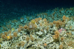 Groundbreaking: Scientists found ancient deep-sea coral reefs Galápagos exploration