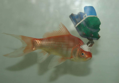 Researchstudy determines a brand-new structure block in the navigation system of fish