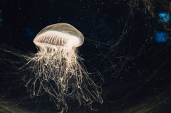 Jellyfish-like robotics might be utilized to tidy up oceans