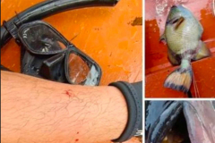 Diving trainer cursed for killing titan triggerfish