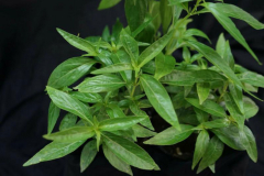 Herbs promoted for usage in contemporary medication