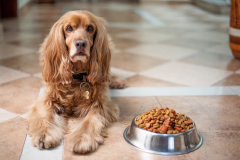 Pets might be at danger from high levels of lead in raw pheasant food