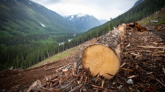 How do you tally up forestry’s environment effect? Watchdog calls for more openness