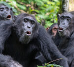 The sounds of chimpanzees are integrated to communicate brand-new meanings