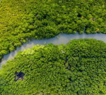 The trick of the Amazonian dark earth might aid forest remediation