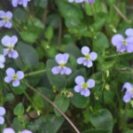 New types of Viola discovered in China’s Guangdong