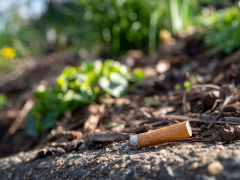 Cigarette butts leakage lethal contaminants into the environment