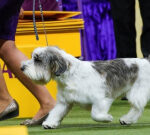 Pal Holly wins top petdog. But we’re quite sure they’re all winners at the Westminster Kennel Club Dog Show