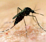 Northern Territory baby passesaway from mosquito-borne illness Murray Valley sleepingsickness