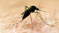 Northern Territory baby passesaway from mosquito-borne illness Murray Valley sleepingsickness