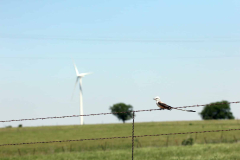Bird and bat deaths at wind turbines boost throughout seasonal migrations