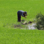 Farmers prompted to decrease rice crops
