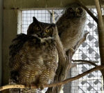Owl be there for you: Grumpy the owl lastly cultivating an owlet at Kamloops wildlife park