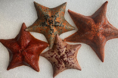 Sea Star Study supplies an vital toolkit for organ advancement