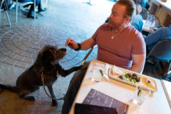 Federalgovernment states dogs can dine al fresco however not everybody is on board