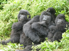 Gorillas are more resistant than humanbeings due to early life misfortune