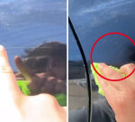 TikTok video reveals how coconut oil and vinegar can be utilized to getridof scratches from vehicle