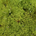 Modest moss can shop billions of lots of carbon