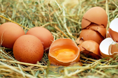 Researchers establish non-invasive method to sex chicken eggs