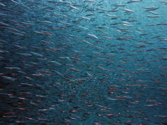 Polar fish prioritize development over recreation