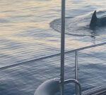 Orcas are ramming boats off the Spanish coast, perplexing specialists