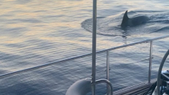 Orcas are ramming boats off the Spanish coast, perplexing specialists