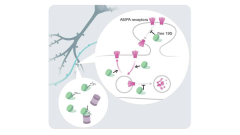 Brain’s protein-degradation device discovered to have a brand-new function at synapses