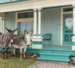 Donkeys were the lifeline of this Colorado town. Now every summerseason, they wander complimentary
