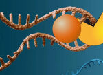 Nature-inspired substances break down cancer gene’s RNA