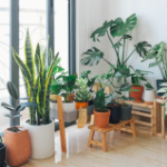 How to keep your home plants alive