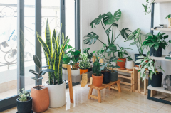 How to keep your home plants alive