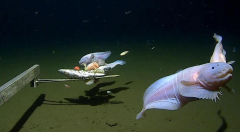 Researchers discovered the world’s inmost fish
