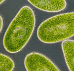 Microorganisms might be utilized to anticipate environment modification